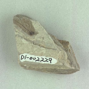 クマシデ属の一種の果苞