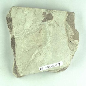 ブナ属の一種の殻斗と果実