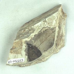 クマシデ属の一種