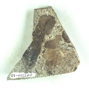 カエデ属の一種