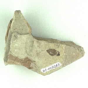 クマシデ属の一種の果苞