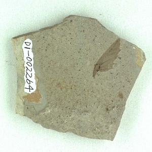 クマシデ属の一種の果苞