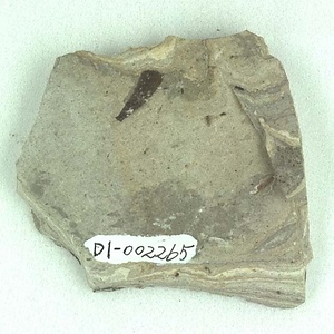 クマシデ属の一種の果苞