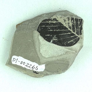 クマシデ属の一種