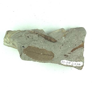 クマシデ属の一種？