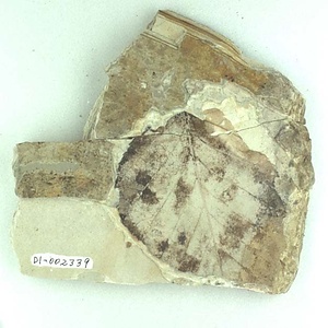 カバノキ属の一種