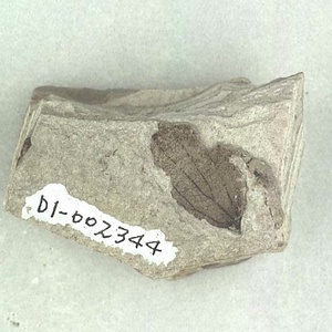 クマシデ属の一種の果苞