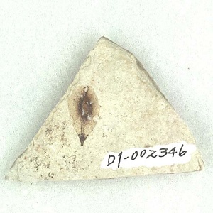 ニレ属の一種の翼果