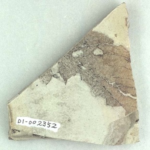 カバノキ属の一種