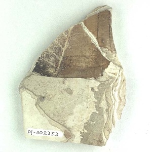 カバノキ属の一種