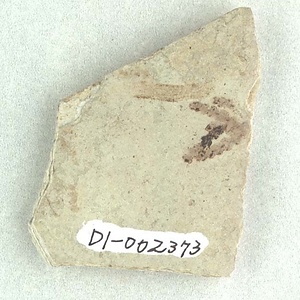 クロべ属の一種