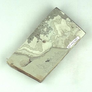 カエデ属の一種の翼果