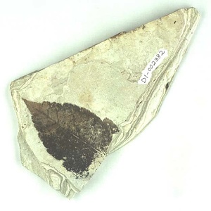 カエデ属の一種？