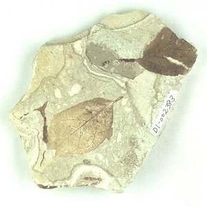 ムカシミツバツツジ