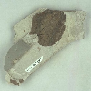 シナノキ属の一種