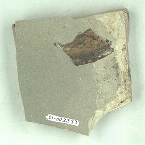 カエデ属の一種？