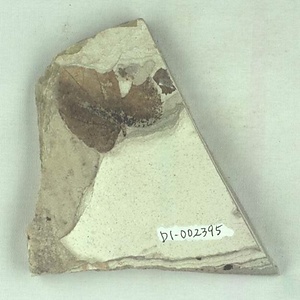 シナノキ属の一種