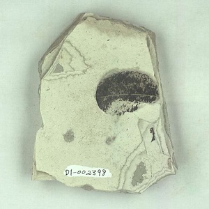 ニレ属の一種？