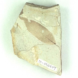 コナラ属の一種