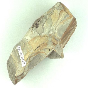 不明（雄しべまたは果実？）