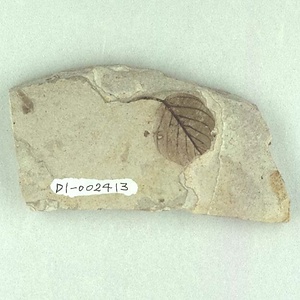 クマヤナギ属の一種