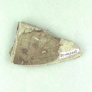 カバノキ属の一種