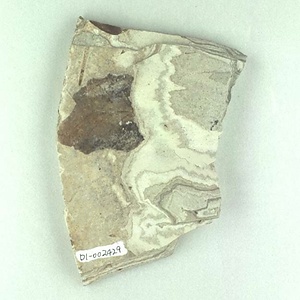 カバノキ属の一種？