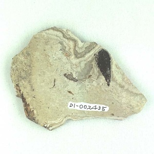 カバノキ属の一種の翼果