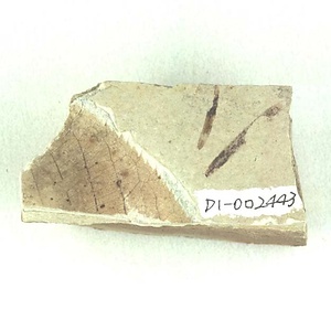 ムカシヤマザクラ