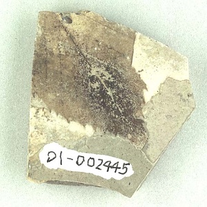 カバノキ属の一種