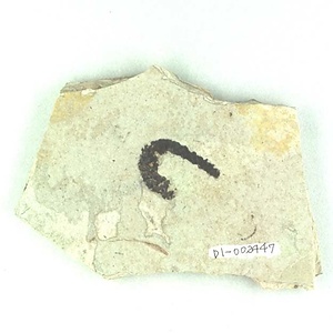 カバノキ科？の尾状花序