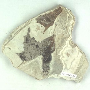 ムカシイタヤカエデ