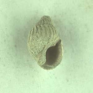 ヒュウガアラレナガニシ