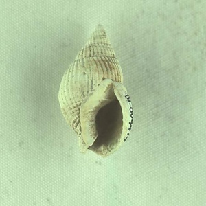 ミズホスジボラ