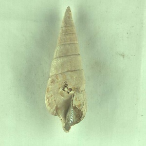 オオヤマリュウグウボタル