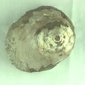 コバヤシコンゴウボラ