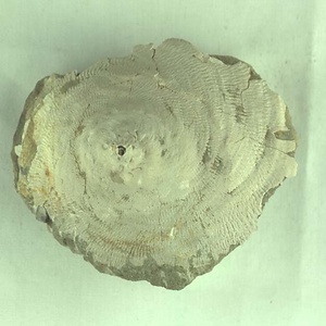 ダイニチコロモガイ