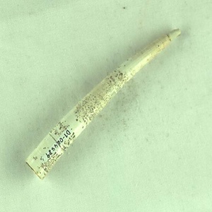 ヒュウガハシナガイグチ