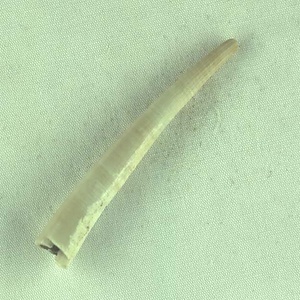 オオキララガイモドキ