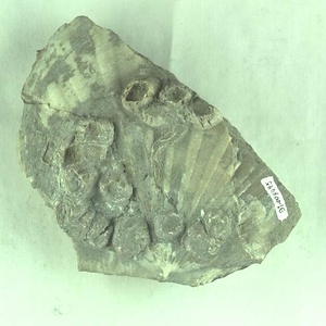 ヌノメアカガイ