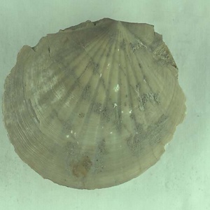 スズキサルボウ