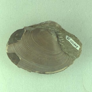 ダイニチフミガイ