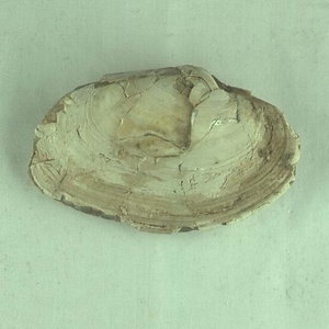 オオスダレガイ