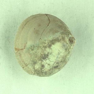 ヨコヤマツツガキ