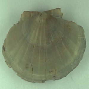 魚類の耳石
