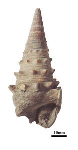 ノトビカリエラ（巻貝）