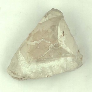 チュウシンキヅタ