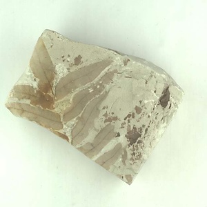 ゼンマイ属の一種