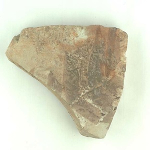 ゼンマイ属の一種