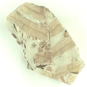 ゼンマイ属の一種